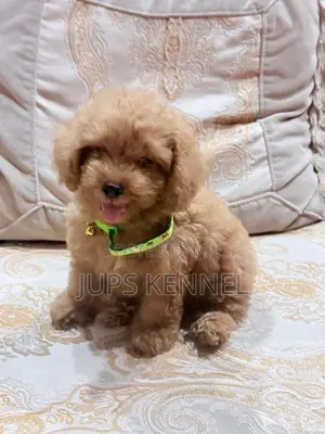 1-3 months Female Purebred Poodle