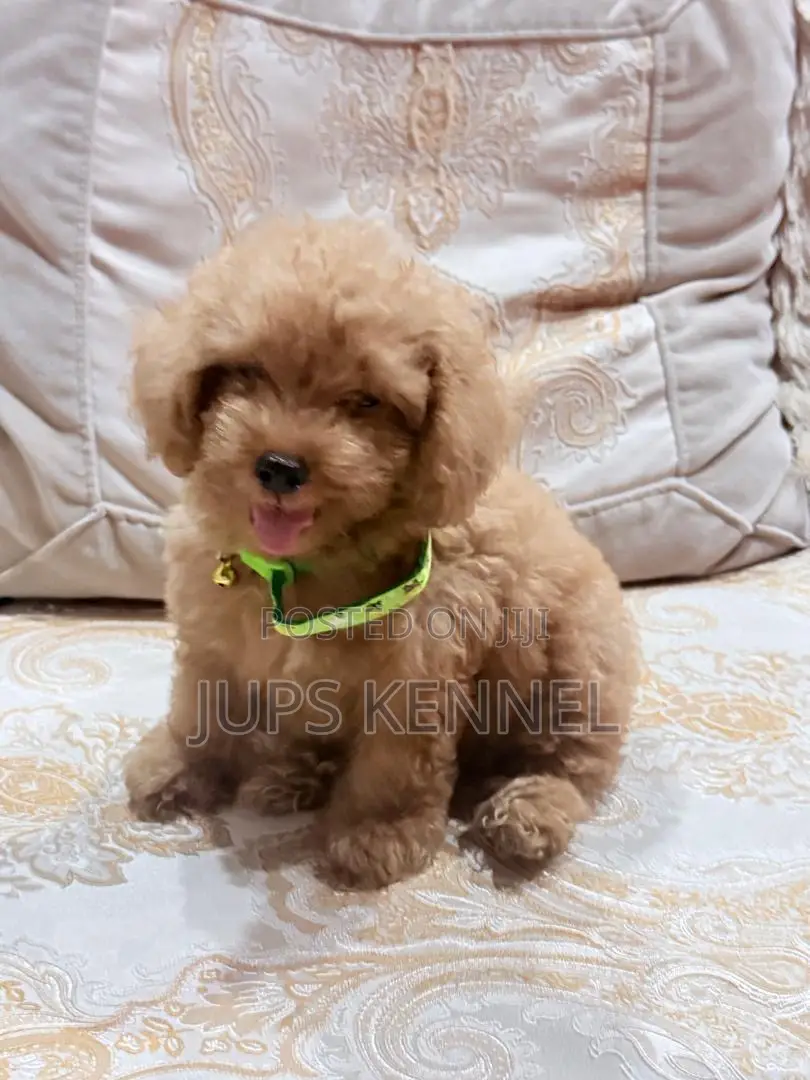 1-3 months Female Purebred Poodle