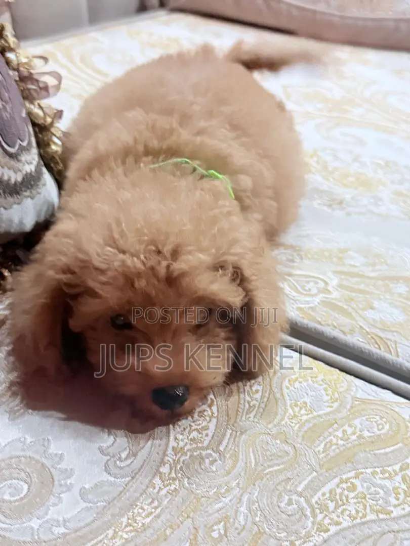 1-3 months Female Purebred Poodle