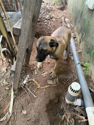 Adult Boerboel Available For Crossing