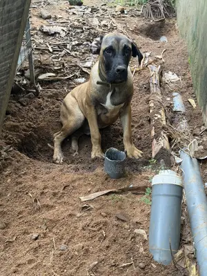 Adult Boerboel Available For Crossing
