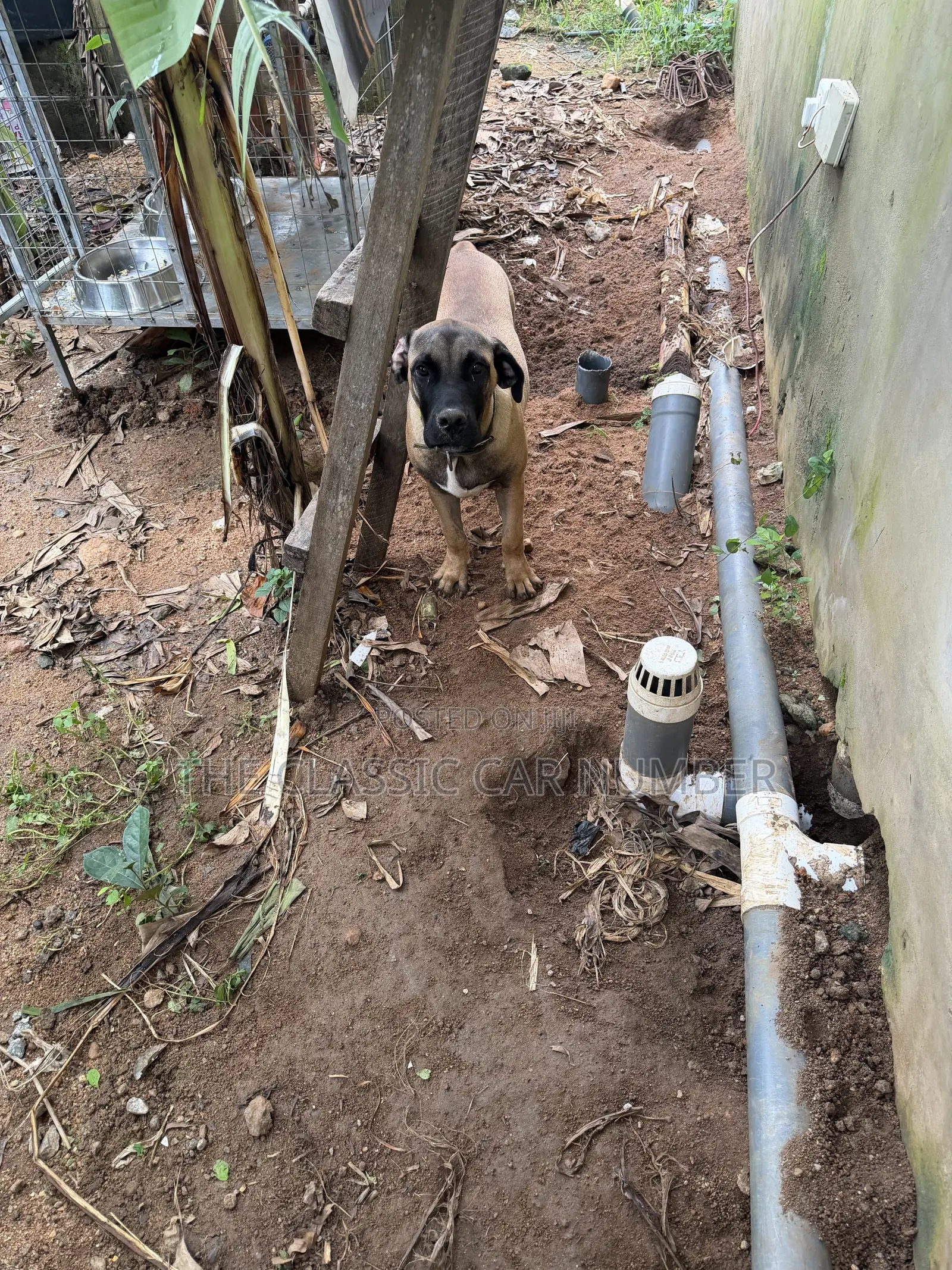 Adult Boerboel Available For Crossing