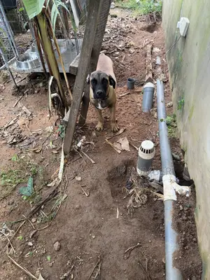 Adult Boerboel Available For Crossing