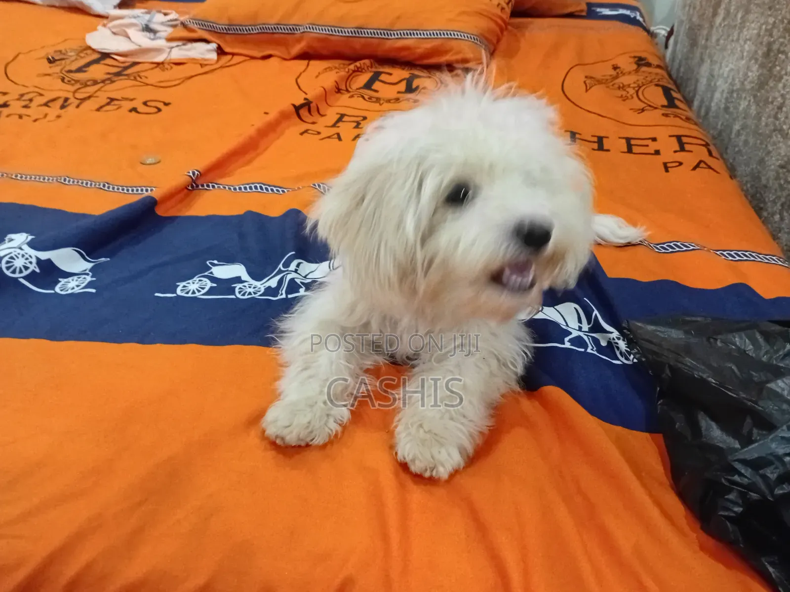 1-3 months Female Purebred Maltese