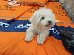 1-3 months Female Purebred Maltese