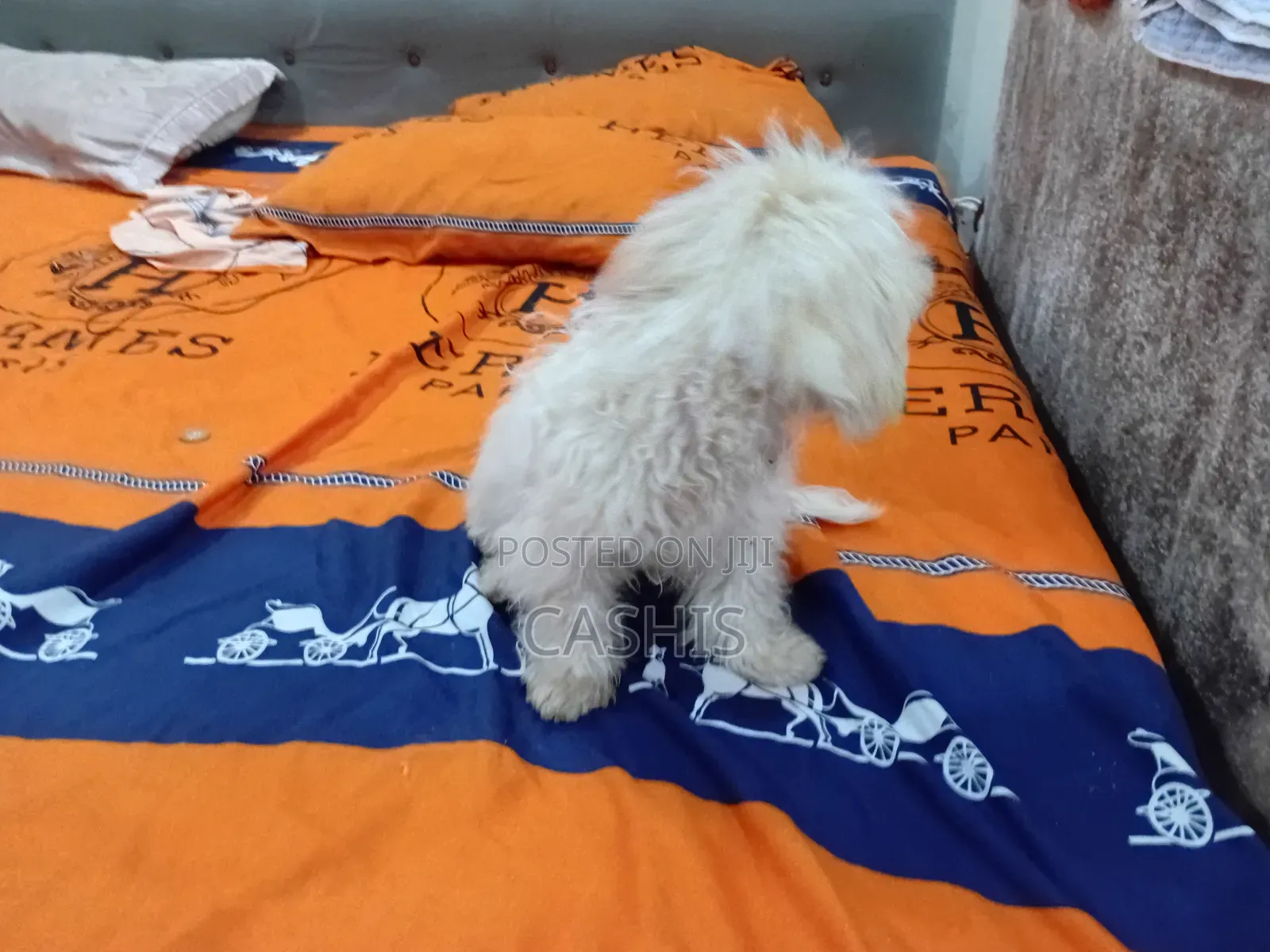 1-3 months Female Purebred Maltese