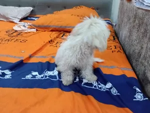 1-3 months Female Purebred Maltese