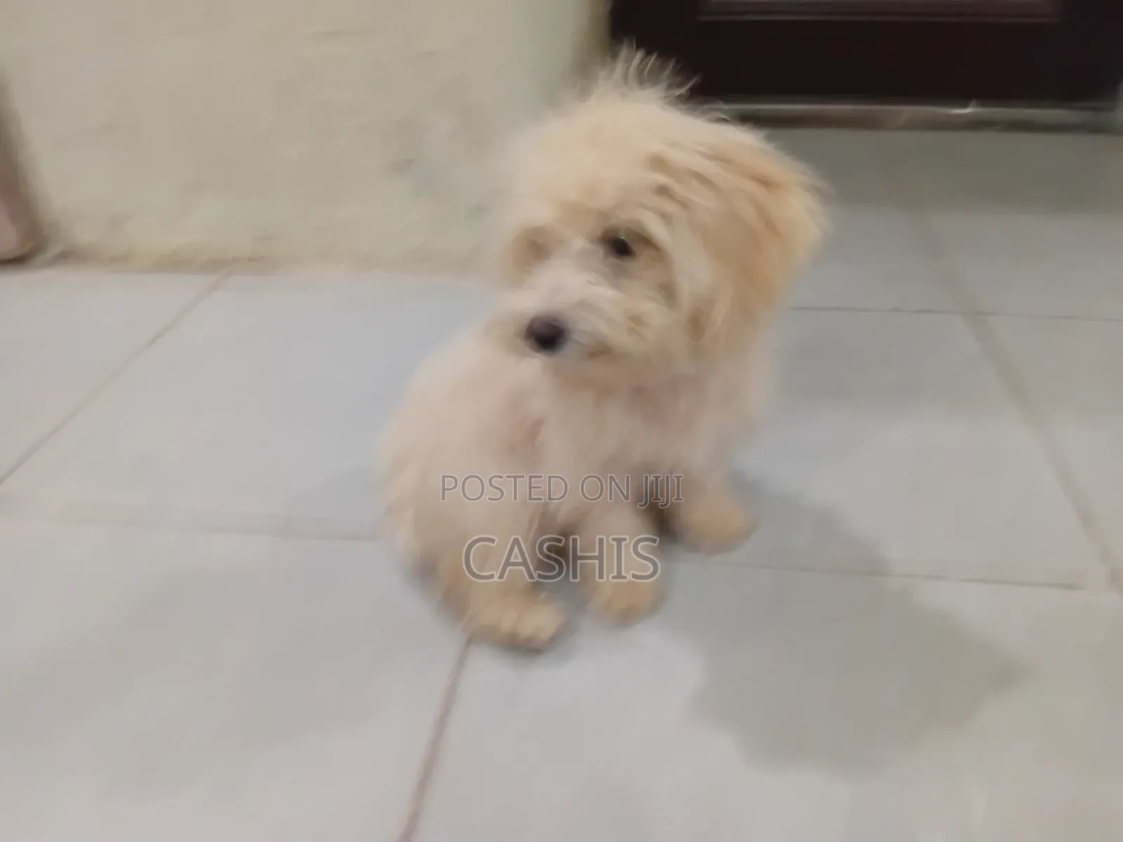 1-3 months Female Purebred Maltese
