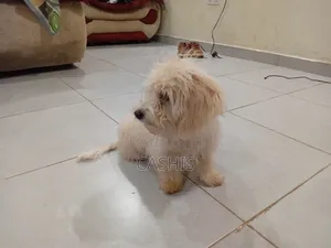 1-3 months Female Purebred Maltese