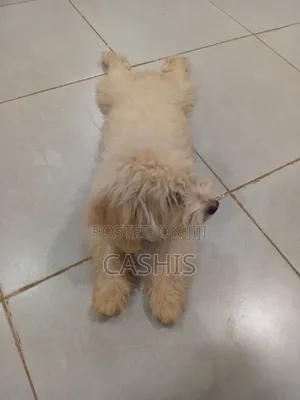 1-3 months Female Purebred Maltese