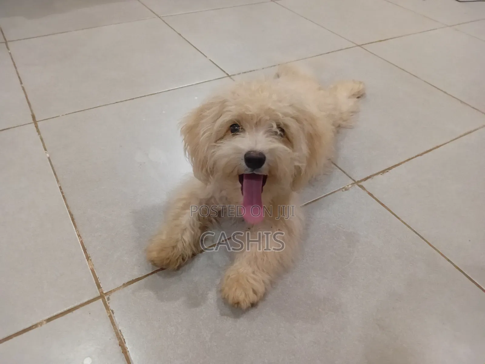 1-3 months Female Purebred Maltese
