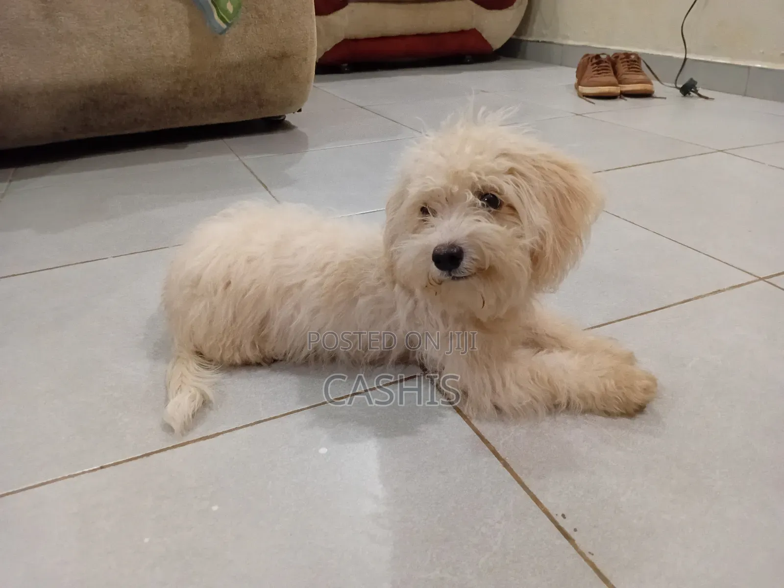 1-3 months Female Purebred Maltese