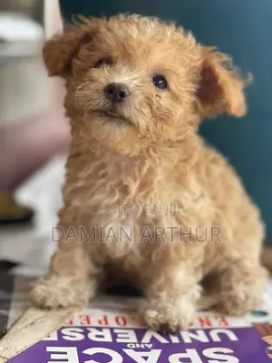 1-3 months Female Purebred Poodle
