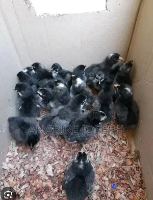 A Day Old Black Cockerels.