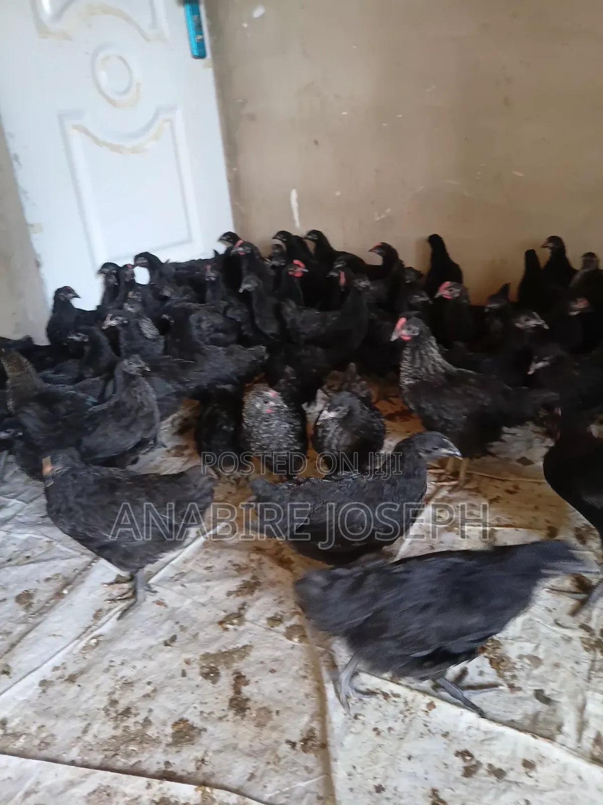 A Day Old Black Cockerels.