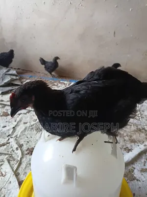 A Day Old Black Cockerels.