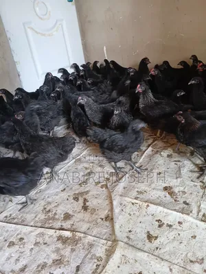 A Day Old Black Cockerels.