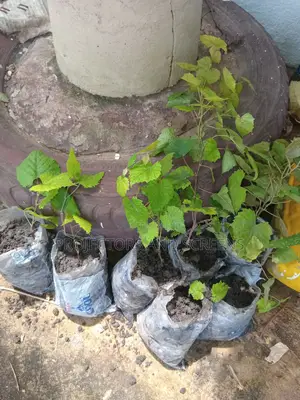 Black Grapes Seedling For Sale