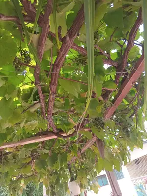 Black Grapes Seedling For Sale