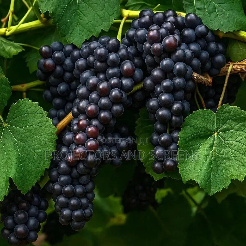 Black Grapes Seedling For Sale