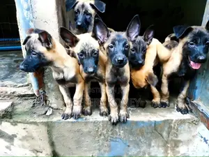 1-3 months Male Purebred Belgian Malinois