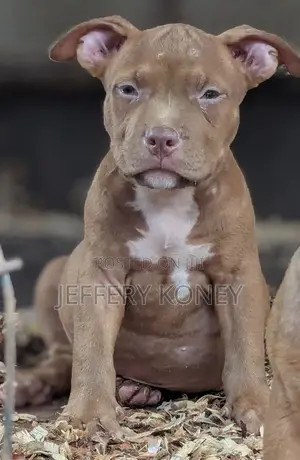 1-3 months Male Purebred American Bully