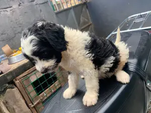 1-3 months Male Purebred Poodle