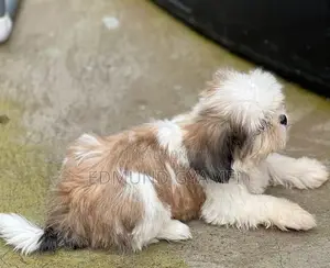 1-3 months Female Purebred Shih Tzu