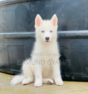 1-3 months Male Purebred Siberian Husky