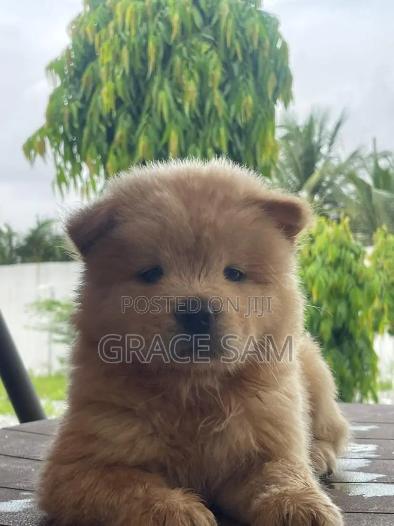1-3 months Male Purebred Chow Chow