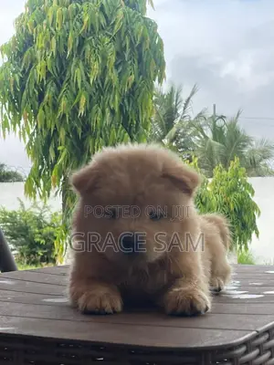 1-3 months Male Purebred Chow Chow