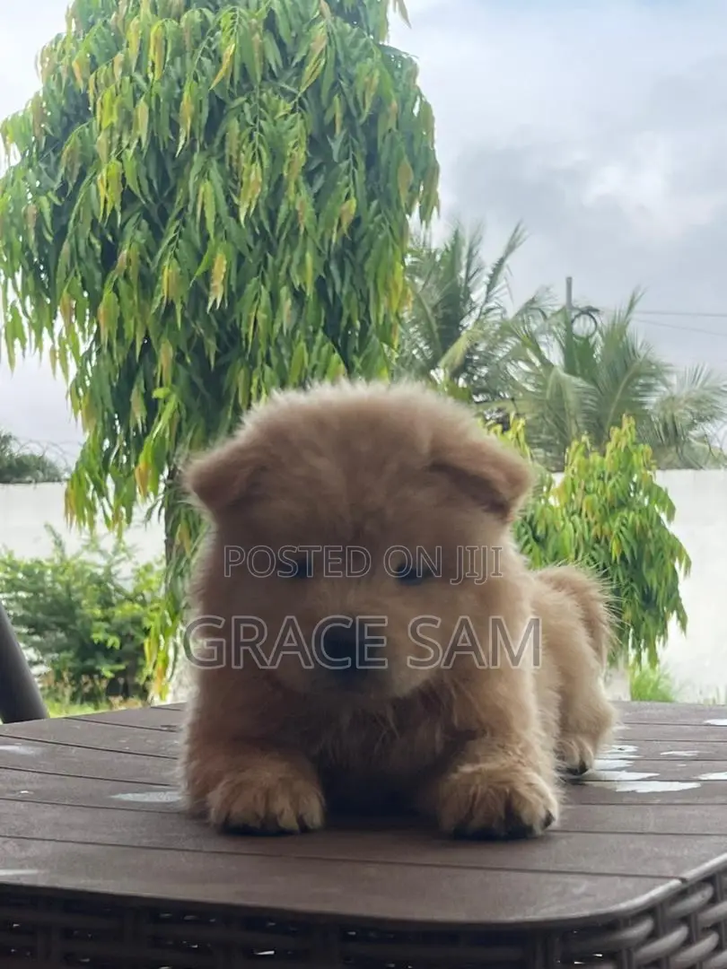 1-3 months Male Purebred Chow Chow