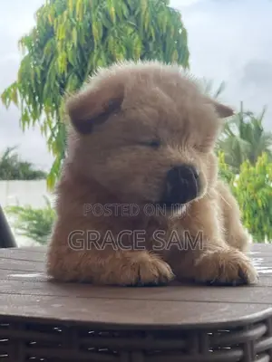 1-3 months Male Purebred Chow Chow