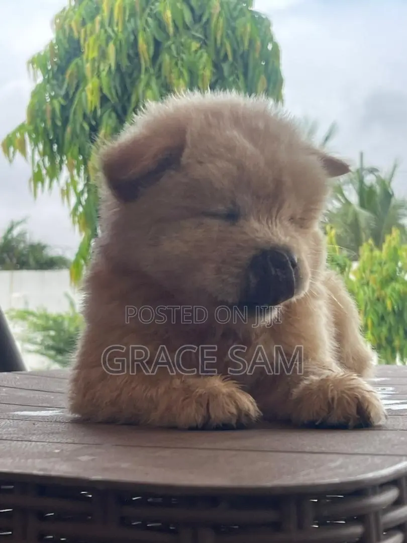 1-3 months Male Purebred Chow Chow