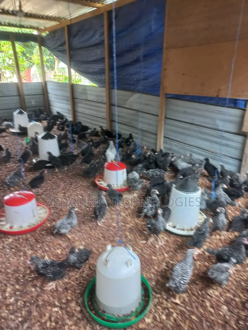 Fully Vacinated 6 Weeks Plymouth Cockerels for Sale
