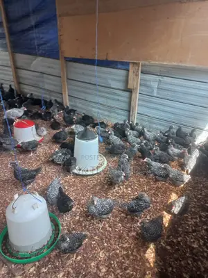 Fully Vacinated 6 Weeks Plymouth Cockerels for Sale