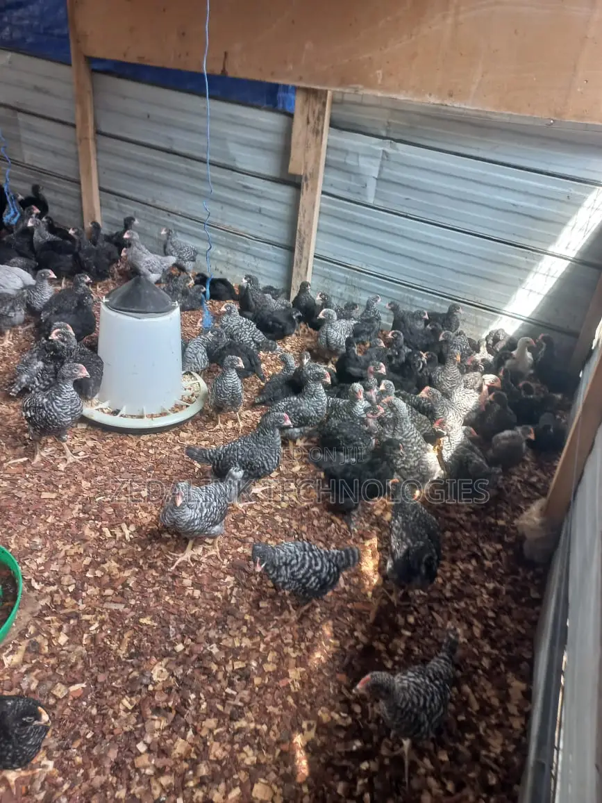 Fully Vacinated 6 Weeks Plymouth Cockerels for Sale