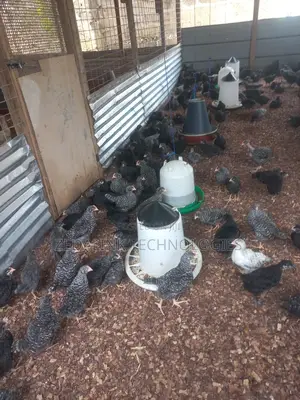 Fully Vacinated 6 Weeks Plymouth Cockerels for Sale