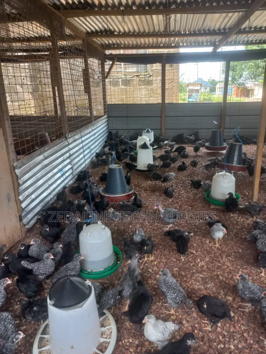 Fully Vacinated 6 Weeks Plymouth Cockerels for Sale