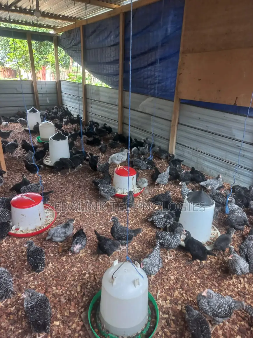 Fully Vacinated 6 Weeks Plymouth Cockerels for Sale