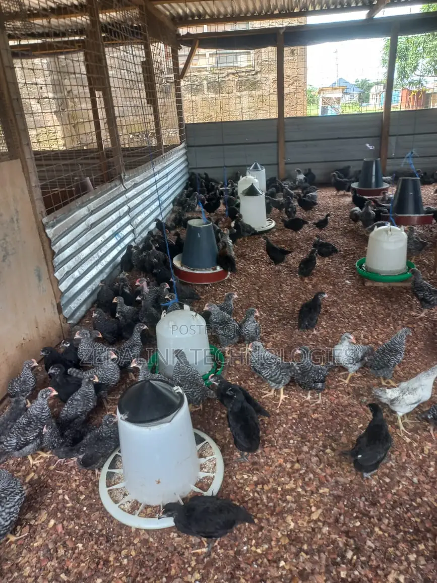 Fully Vacinated 6 Weeks Plymouth Cockerels for Sale