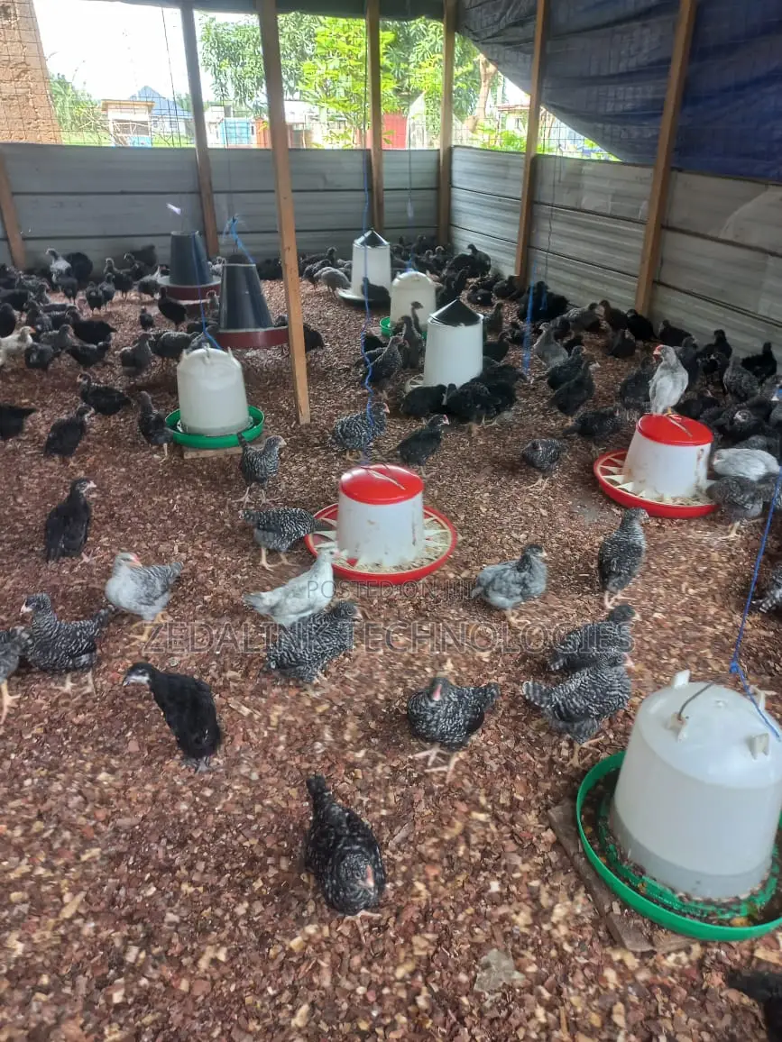 Fully Vacinated 6 Weeks Plymouth Cockerels for Sale