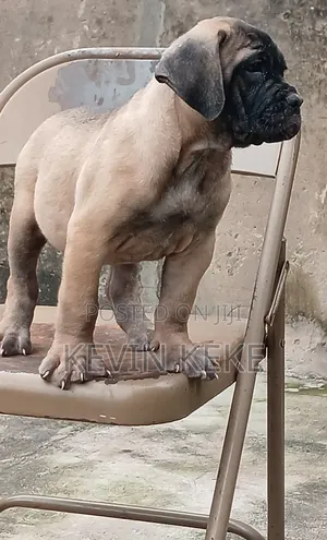1-3 months Female Purebred Bullmastiff
