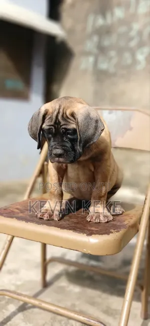 1-3 months Female Purebred Bullmastiff