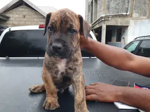 1-3 months Female Purebred Boerboel