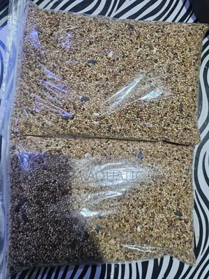 Birds Feed