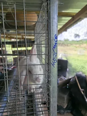 Galvanised 3 Tiers 12 Rooms Rabbit Cage Automatic Water