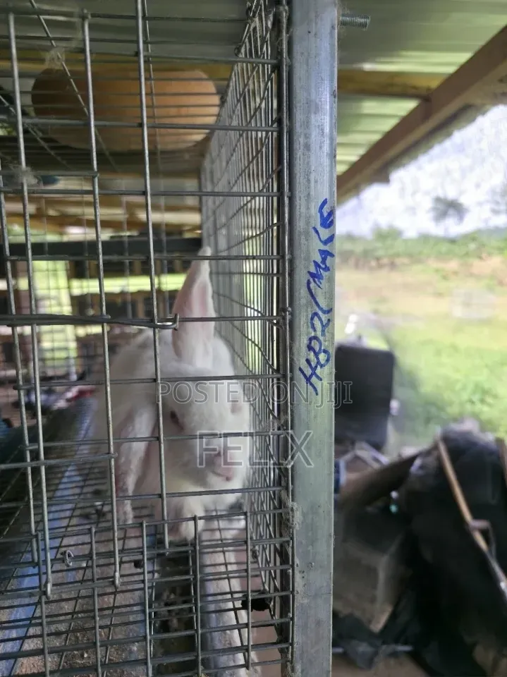 Galvanised 3 Tiers 12 Rooms Rabbit Cage Automatic Water