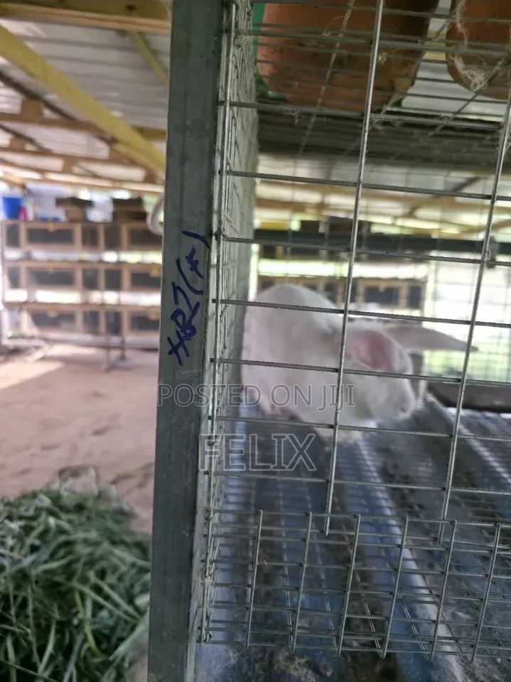 Galvanised 3 Tiers 12 Rooms Rabbit Cage Automatic Water
