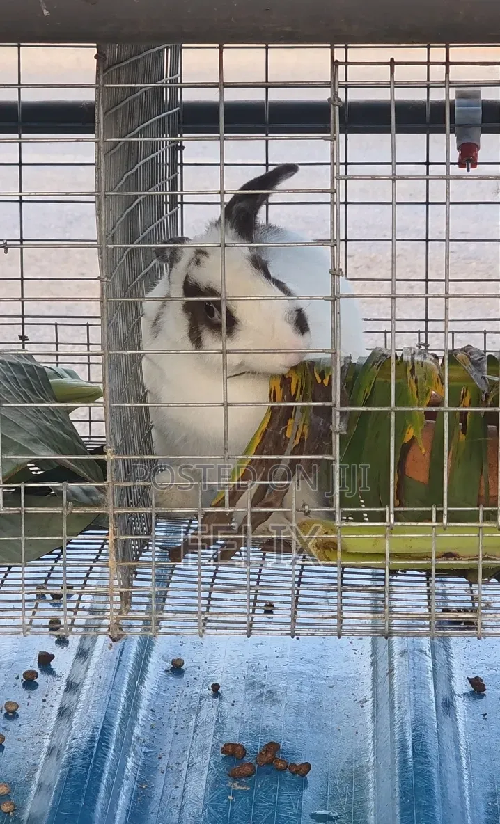 Galvanised 3 Tiers 12 Rooms Rabbit Cage Automatic Water